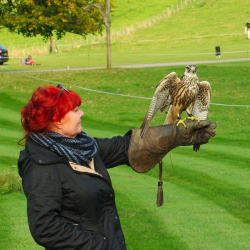 The Hawk Garden